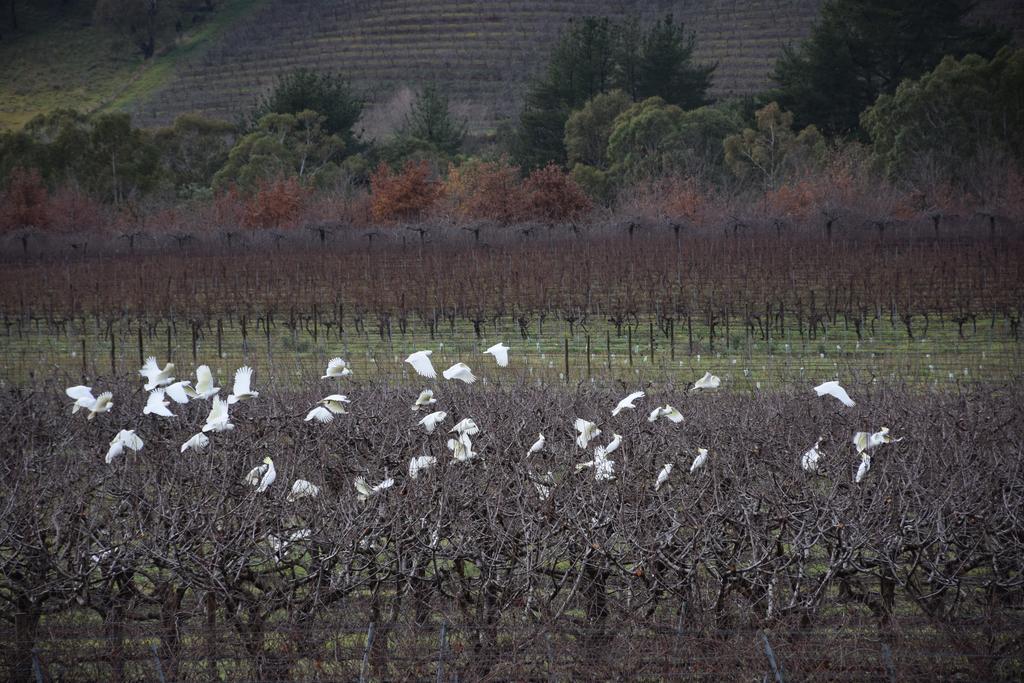 Borrodell Vineyard Hotel ออเรนจ์ ภายนอก รูปภาพ