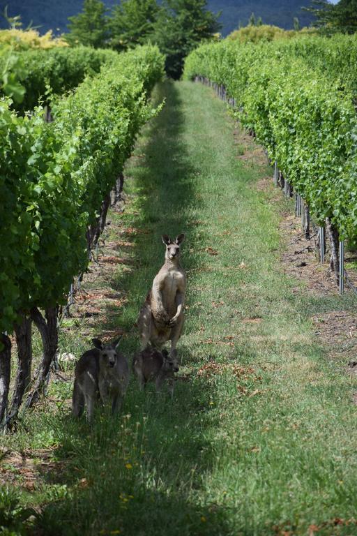 Borrodell Vineyard Hotel ออเรนจ์ ภายนอก รูปภาพ